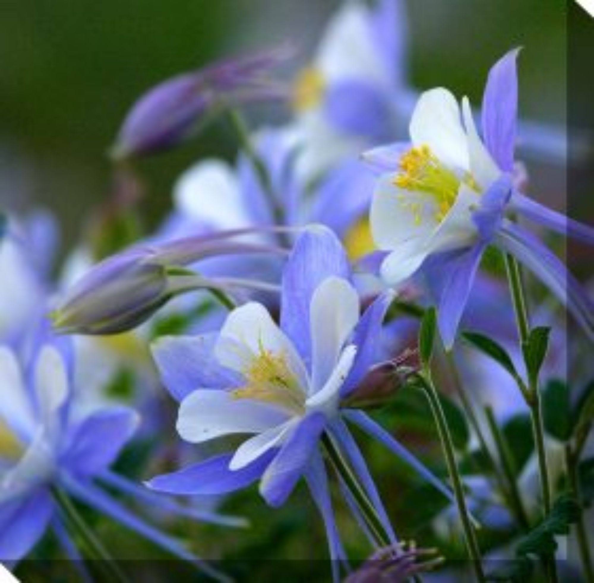 Yellow and Blue Columbine Outdoor Canvas Square Wall Art Decor 24 OJ_VCNCKJTG