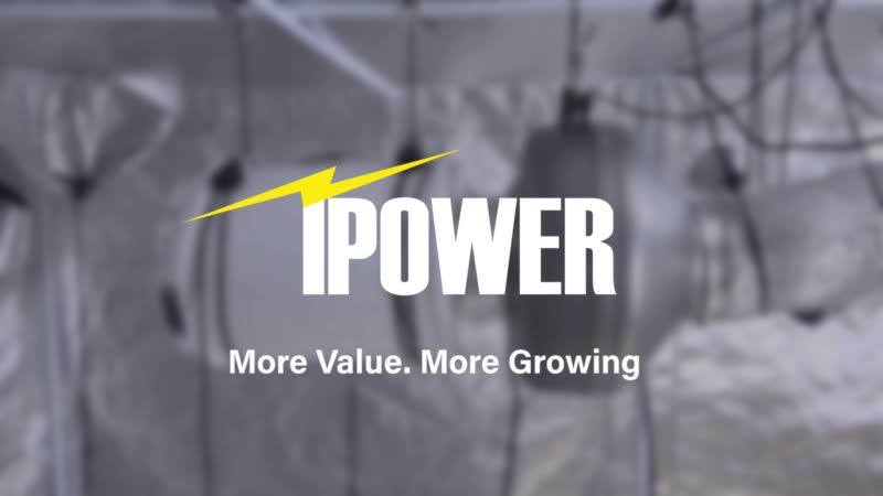 iPower GLT5XX4X2-A 2-Pack Fluorescent 6400K T5 4 Feet Grow Light 2-Pa 6A_WWBOBBSL