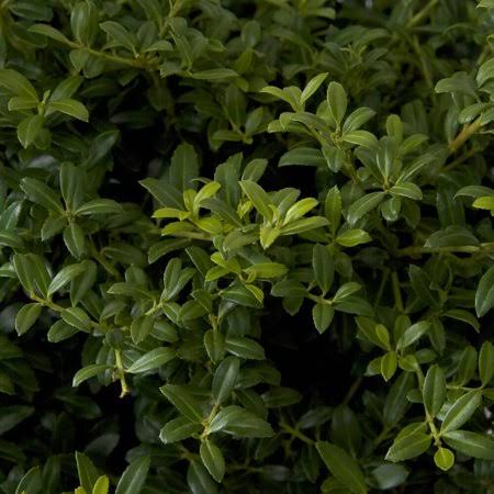 Soft Touch Holly ILEX Crenata - Landscape and Garden Shrub - 2.4 Gal 6S_LGJN1ZFS