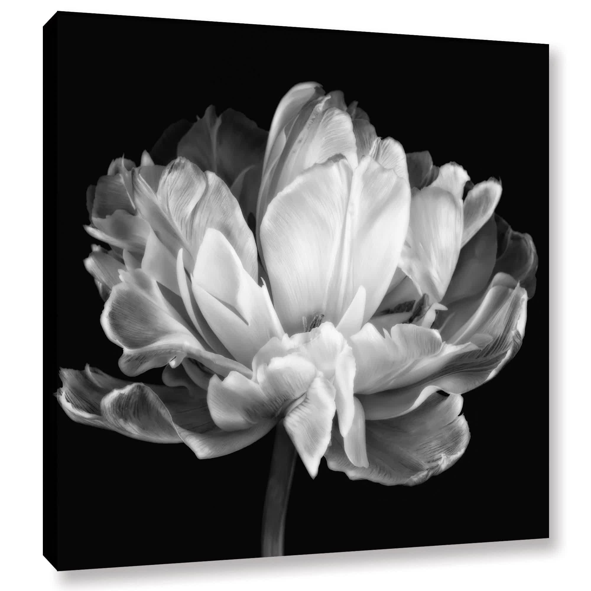 ArtWall 'Tulipa Double Black and White II' Gallery-Wrapped Canvas Art by Cora Niele TK_7BJ1NQKH