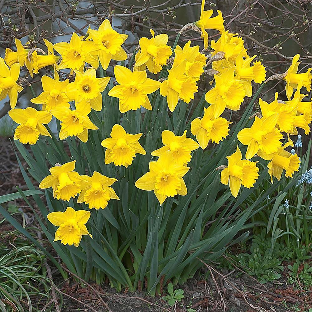 Van Zyverden Daffodils, Dutch Master, Set Of 25 Bulbs, 6A_SYDSL4WW