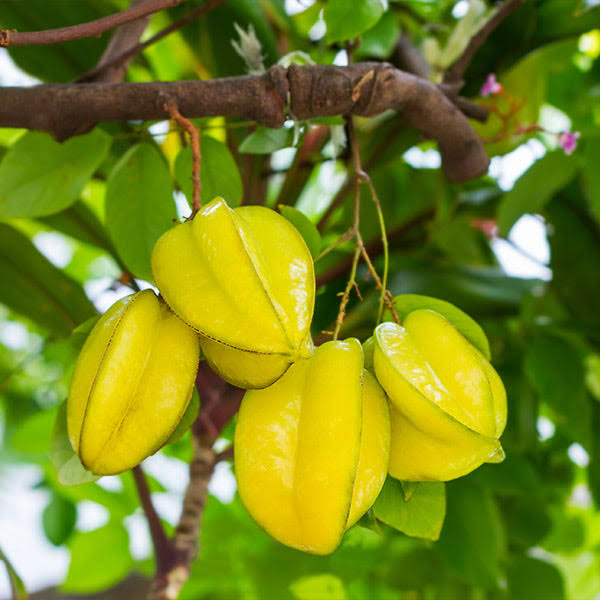3-4 Ft. - Starfruit Tree (Carambola) - Compact Fruit Tree With Star Quality, Outdoor M8_K9XUUWMY